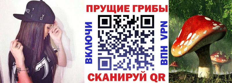 Псилоцибиновые грибы Psilocybine cubensis  где найти   Медынь 